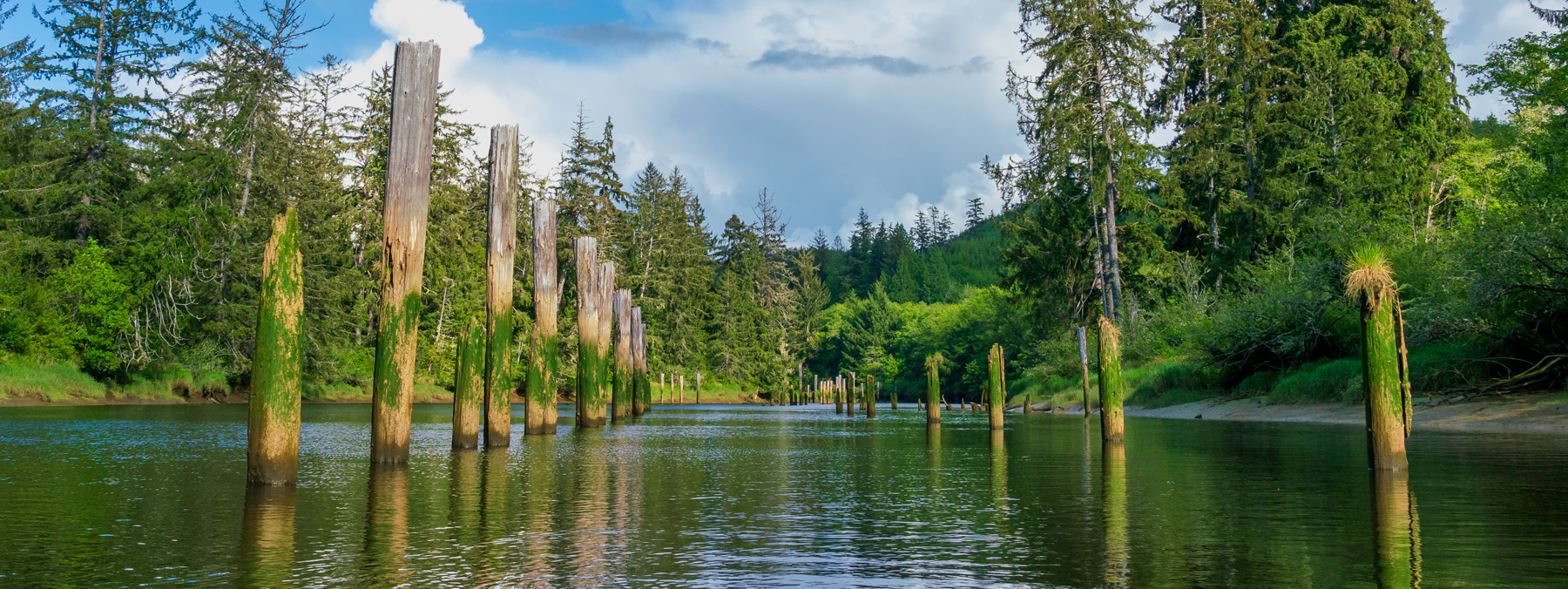 Old pilings visible in the Chehalis River, with a forest in the background