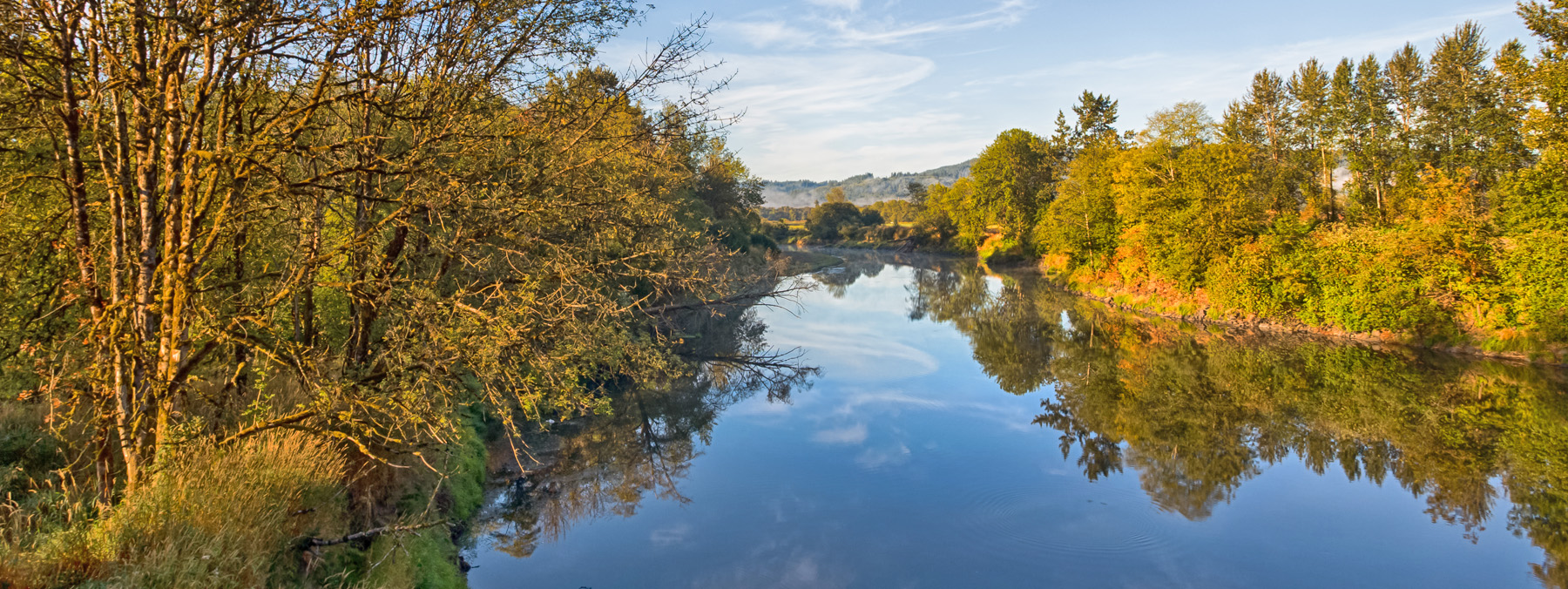 A densely wooded region of the Chehalis River in autumn