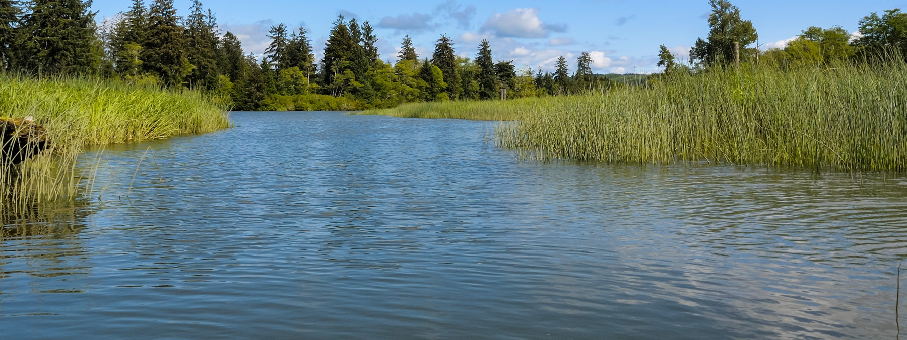 Reeds along the banks of the Chehalis River